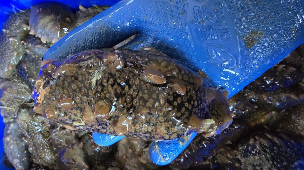出售威海本地海參 鮮參 活參
